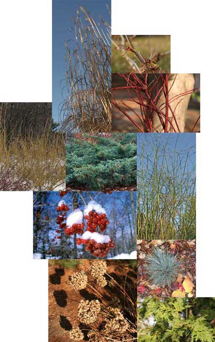 Plants with winter interest